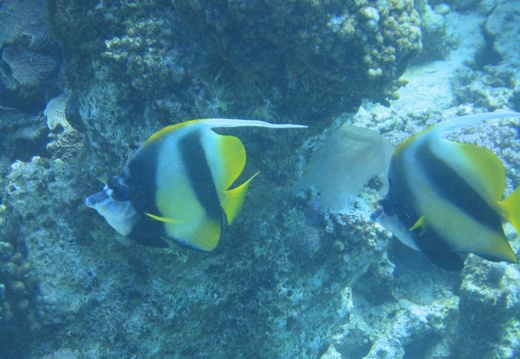 CrocieraHurghada