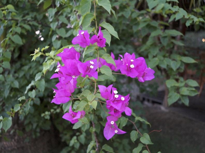 DSC01848