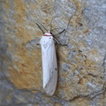 DSC01926