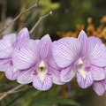 DSC02006