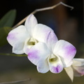 DSC02010