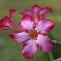 DSC02023
