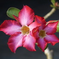 DSC02024