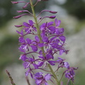 DSC02209