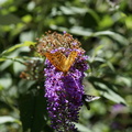 DSC02305