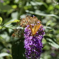 DSC02307