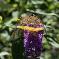 DSC02308