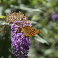 DSC02311